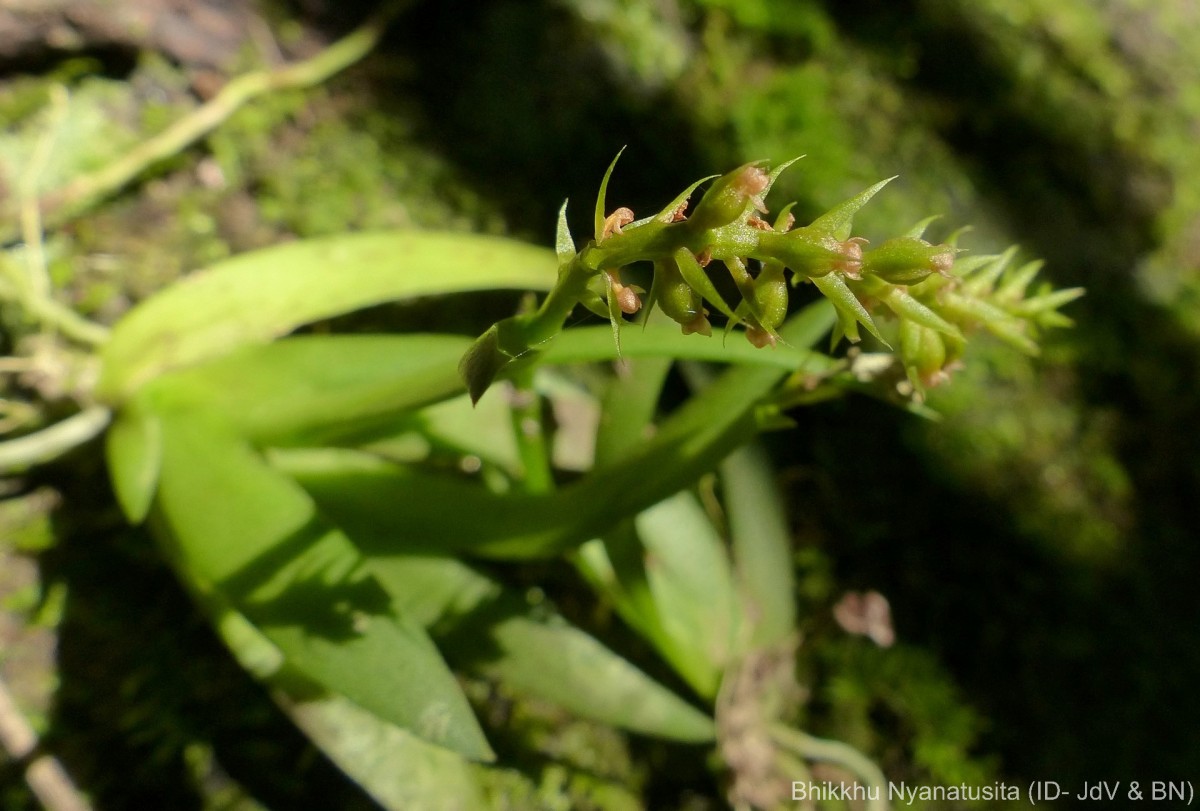 Oberonia longibracteata Lindl.